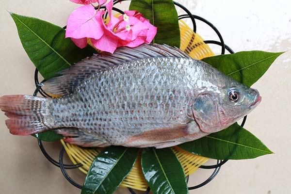 Tilapia